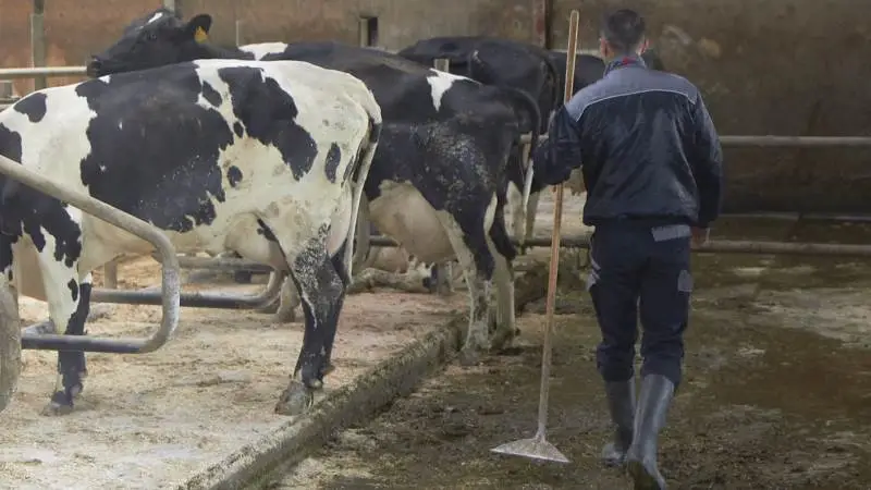 - Vi kan sagtens finde job til dem, men ikke lige fra dag til dag, når 2.200 ansatte i minkbranchen mister deres job samtidig, siger Henrik Dalgaard Christensen fra Agri Nord. Derfor forslår han en dispensationsordning, så ikke-EU-borgere, der har mistet deres job på grund af lukning af minkbranchen, får opholdstilladelse i yderligere tre til seks måneder, så de har mulighed for at finde et andet job.