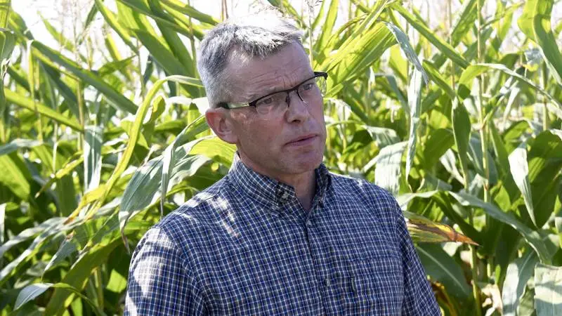 Majsforædler Jens Bagge fra Sejet Planteforædling er begejstret for flere af kommende sæsons majssorter. Foto: Erik Hansen