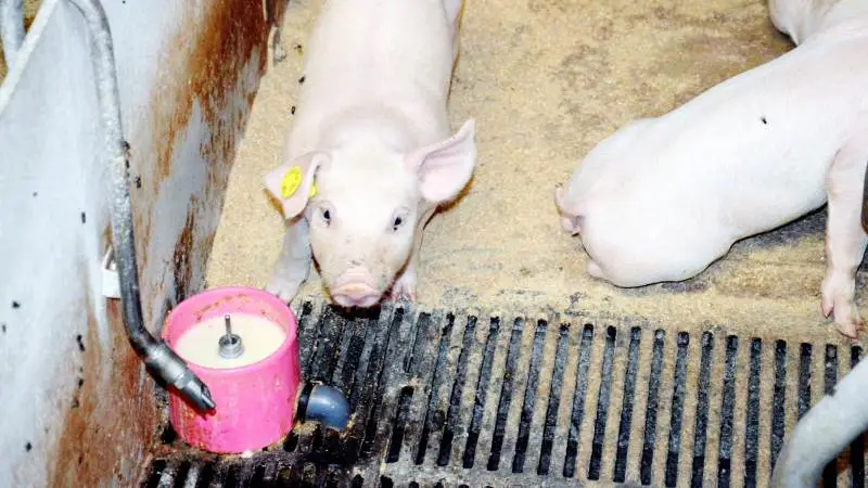 Svinerådgiver Niels Hegelund fra Velas, har set nærmere på økonomien med og uden mælke- og foderanlæg hos de besætninger der er med i DB-Tjek for første halvår i år. Arkivfoto: Camilla Bønløkke