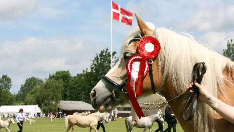 Forberedelser til Det Fynske Dyrskue 2021 er allerede langt fremme. Billedet er fra det seneste skue i Odense i 2019.