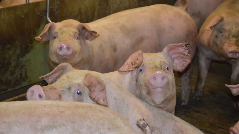 Den danske notering på slagtesvin er nu på højde med noteringen i Spanien, lyder det fra ISN ifølge Danske Svineproducenter. Foto: Camilla Bønløkke