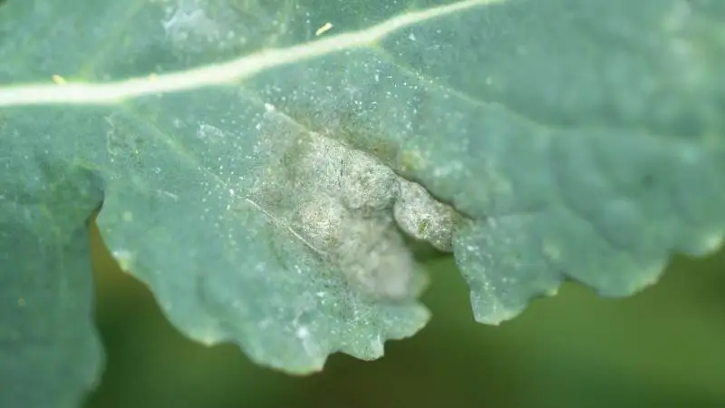 Lys bladplet kan findes i rapsmarker overalt i det sydlige Danmark. Det anbefales ikke at sprøjte, før mindst fem procent af planterne er angrebne. Foto: Agrofoto