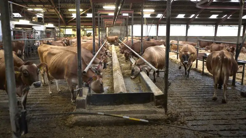 Foderbordet fra den oprindelige stald på Bangsbo udgør fortsat et vigtigt samlingspunkt for jerseykøerne. Til venstre de tre Lely-robotter og til højre dybstrøelsesstalden. Fotos: Erik Hansen