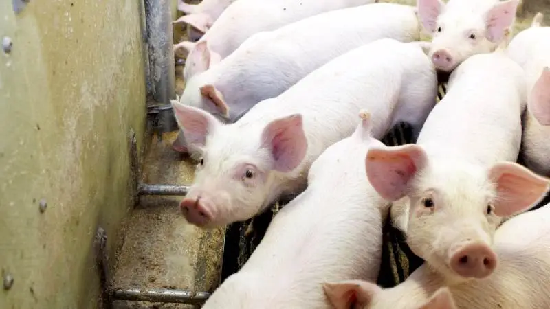 - Fermenteringsprocessens hastighed falder i takt med lavere temperatur, og dannelsen af mælkesyre reduceres, lyder det blandt andet fra Søren Thomsen, der er salgskonsulent hos Nutrimin, i Nutrimin Ugenyt. Arkivfotos
