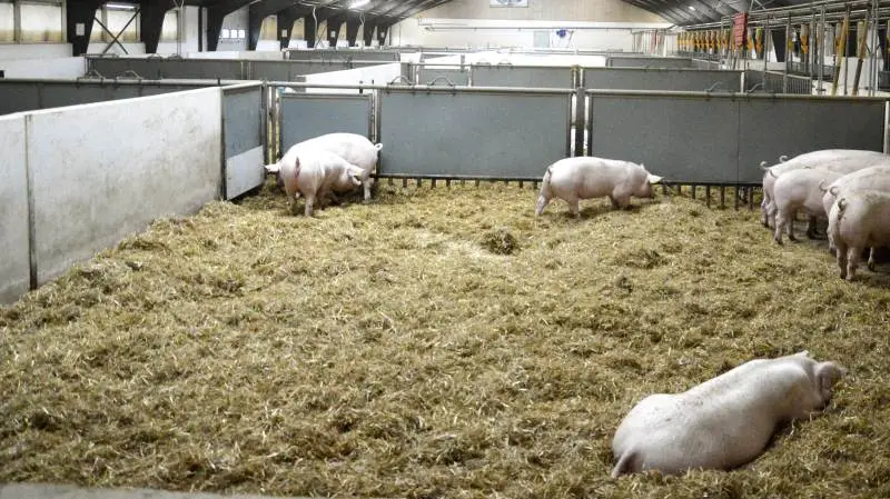 Til dem der avler dyrene selv, lyder opfordringen fra Ø-Vet, at frasorteringen skal være udført ved poltenes 26. leveuge, da de fleste polte-vaccinationer begynder her. Arkivfotos: Camilla Bønløkke
