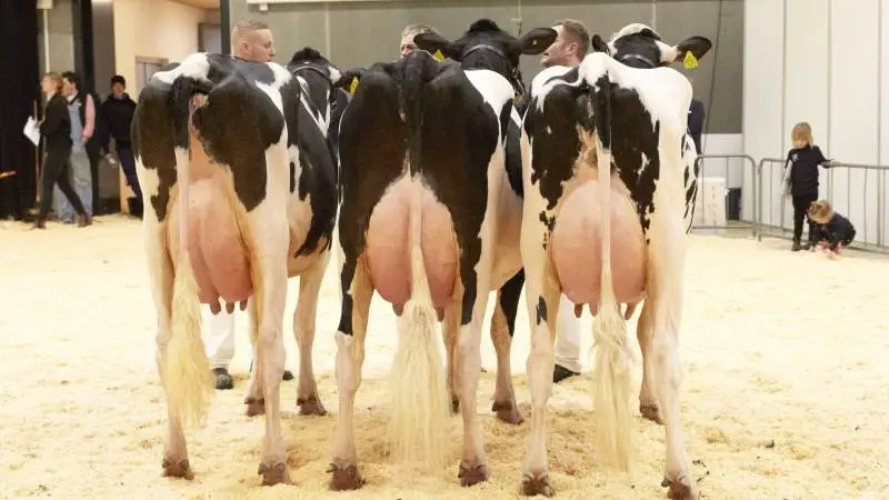 Det er elitekøer i topklasse, som hvert år lægger vejen forbi Messecenter Vesthimmerland til Agro Nord. Sådan bliver det ikke i år, da styregruppen bag desværre har valgt at aflyse på grund af Covid-19. Arkivfoto. Tenna Bang