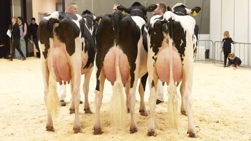 Det er elitekøer i topklasse, som hvert år lægger vejen forbi Messecenter Vesthimmerland til Agro Nord. Sådan bliver det ikke i år, da styregruppen bag desværre har valgt at aflyse på grund af Covid-19. Arkivfoto. Tenna Bang