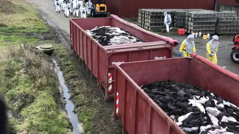 Arbejdet med at aflive mink stod på i længere tid i efteråret. Nu venter der et nyt stort arbejde med at få kompenseret minkavlerne. Foto: Brian Langballe Kristiansen