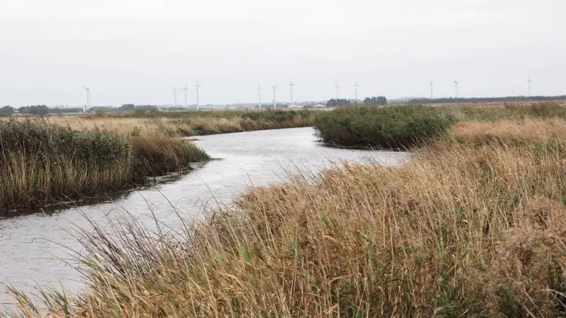 Ved Ryå nord for Limfjorden har man planer om at etablere et vådområde. Effekten når det kommer til kvælstofreduktion, som myndighederne regner med, er dog overvurderet, lyder det i nye beregninger.