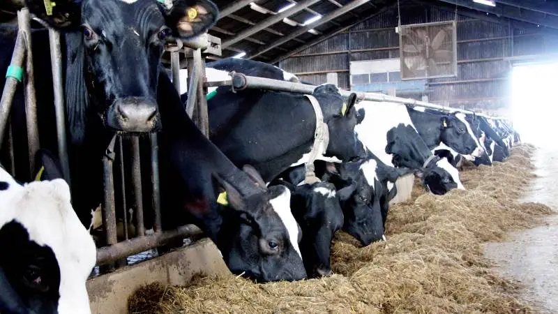 Kampen mod Salmonella Dublin intensiveres. Det sker gennem en række stramninger og ændringer i bekæmpelsesplanen. Arkivfoto: Tenna Bang