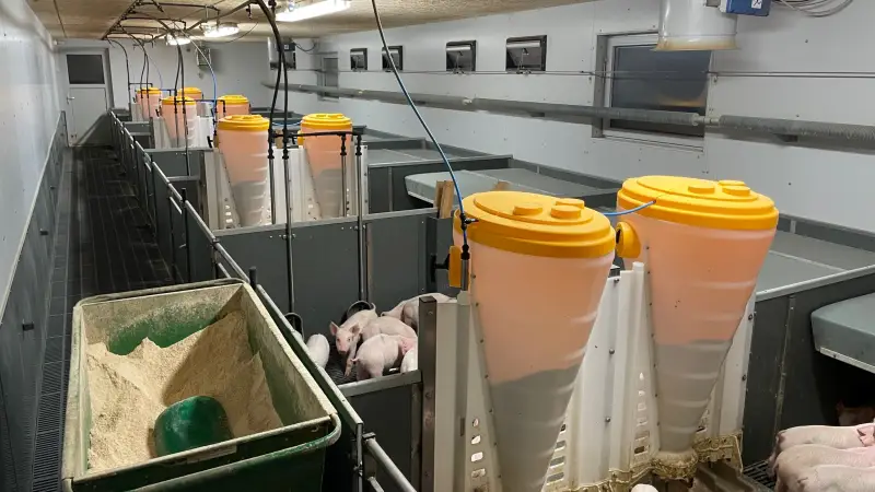 Pavilloner fra Danbox er med plastriste og fastgulv under huler og krybber. Der er gulvvarme og spiraflex ribberør. De 8 stier er indrettet med Skiold foderautomater med polyester trug så grisene ikke blander vand og foder, samt to drikkekopper. Der er Skov ventilationsanlæg med fugtighedsmåler og motorventil for spiraflex ribbrør til varme og magnetventil for overbrusning og iblødsætning. Foto: Thomas Ballegaard