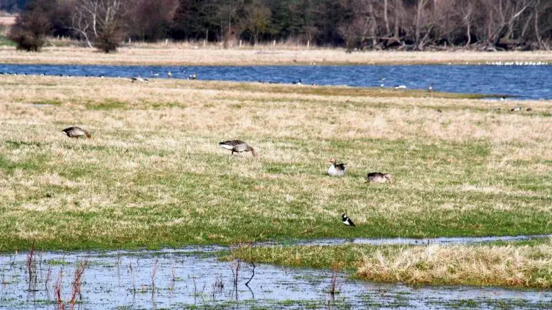 Pr. 1. april 2020 manglede der fortsat at blive godkendt kvælstofvådområder, som skal reducere udledningen med over 700 tons i forhold til målene i Landbrugspakken, viser en opgørelse på Miljøstyrelsens hjemmeside.