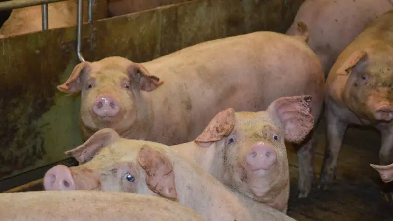 Prisen på korn og sojaskrå er steget markant, og samtidig er kødprisen ikke at prale af længere. Derfor har Nurtrimin undersøgt, hvorvidt det kan svare sig at lette foden fra speederen og gå tilbage til standardnormer til slagtesvin. Arkivfoto: Camilla Bønløkke