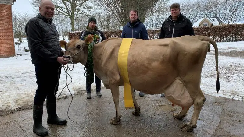 Q Impuls-datteren nummer 1235, der står i stalden hos Jørn Mikael Jensen i Espe, blev forleden hædret for med 12.129 kg værdistof at have slået danmarksrekorden for livsydelse indenfor jerseyracen. Fotos: Viking Danmark