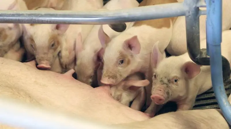 Særligt svineproducenterne har høvlet af på dyr gæld, viser helt nye tal fra over 400 regnskaber, som rådgivningsvirksomhederne Sagro, LandboSyd, LandboNord og Velas har analyseret. Arkivfoto