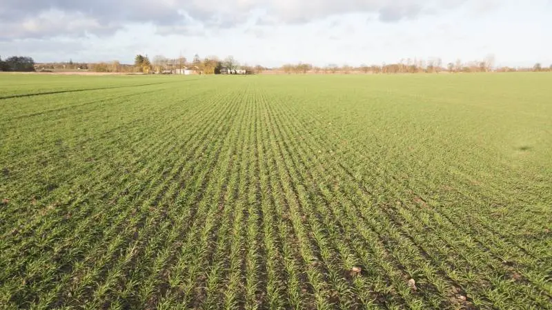 Den nye, højtydende hvedesort Pondus, der er forædlet af såsædsforædlingsselskabet Nordic Seed, vandt for nylig den internationale udbyttekonkurrence YEN. I Danmark er den blevet dyrket og høstet på Ultanggaard ved Haderslev. Foto: Danish Agro