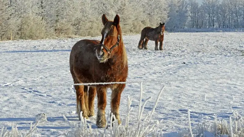 En stillestående hest, som ikke drikker nok vand, rammes nemmere af forstoppelse og kolik. Det oplyser Agria Dyreforsikring på deres hjemmeside. Arkivfoto