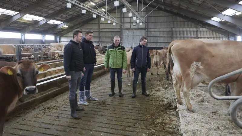 I to demonstrationsstalde bliver jerseykøer nu insemineret med holsteintyre i forbindelse med et femårigt projekt. I grøn jakke mælkeproducent Palle Bjerggaard Hansen, der sammen med sin fodermester Anders Forsberg lægger jerseykøer til projektet. Til venstre avlsrådgiver Jens Gylling Kristiansen, Viking Danmark, og afdelingsleder i Seges HusdyrInnovation, Anders Fogh, som deltager i projektet. Fotos: Erik Hansen