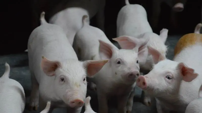 Fra Seges Svineproduktion opfordres der til, at man forud for sanering får vurderet på risikoen for luftbåren reinfektion fra smittede nabobesætninger. Arkivfoto: Camilla Bønløkke