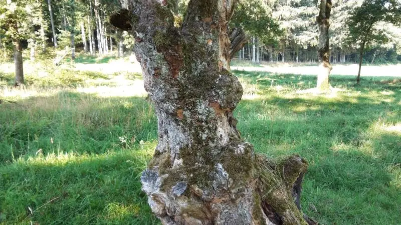 En træstub er hjemsted for en lang række insekter og er med til at fremme biodiversiteten. Foto: Vejle-Fredericia Landboforening.