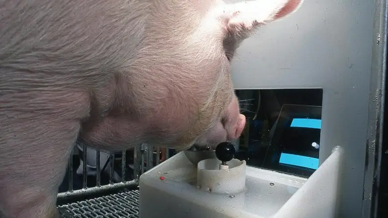 Grisene var i eksperimentet i stand til at forstå den simple opgave og sammenhængen mellem joystick og bevægelse på skærmen. | Foto: Eston Martz ved Pennsylvania State University