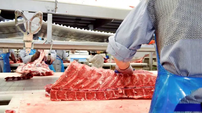 Markedet for slagtekvæg ser fint ud i vinterferien. Foto: Danish Crown Beef.