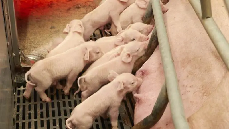 Virksomhedsrådgiver Christian Primdahl, Sagro, kan ud fra tallene se en tendens til, at de dygtigste producenter tilsyneladende stikker lidt mere af, så spredningen mellem top og bund bliver større i 2021. Arkivfoto
