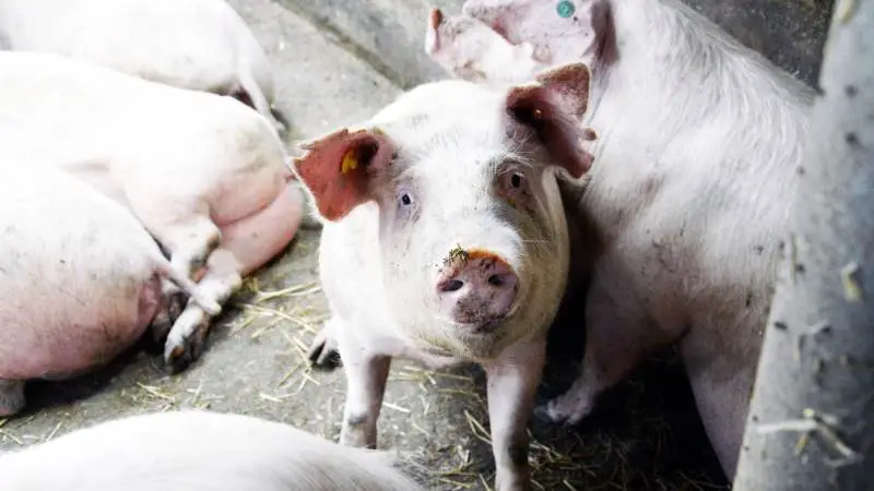 I Nutrimin Ugenyt giver Thomas Lund Eriksen, der er markedschef indenfor svin hos Nutrimin, en række anbefalinger omkring de mange variabler og faldgruber som kan have stor indflydelse på fremtidens avlsdyr. Arkivfoto: Camilla Bønløkke