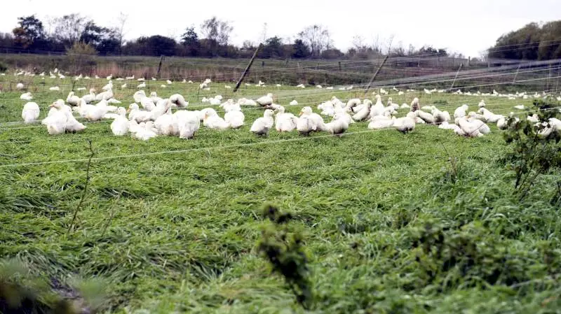 Det var hos andeproducent Martin Daasbjerg ved Vinderup ved Holstebro, at Fødevarestyrelsen søndag gjorde fund af en lavpatogen fugleinfluenza.