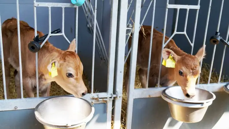 Fokus på råmælksrutiner og ekstrem høj hygiejne de første 14 dage af kalvenes liv er vigtige elementer i bestræbelserne på at sænke antibiotikaforbruget. Arkivfoto