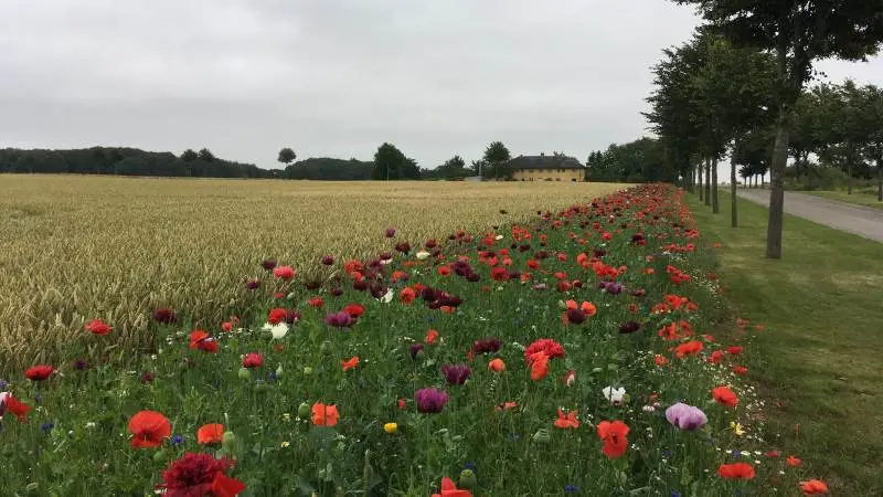 Hvert år sår Agro Alliancen 12 kilometer med blomsterstriber langs markerne på Øst- og Midtfyn.