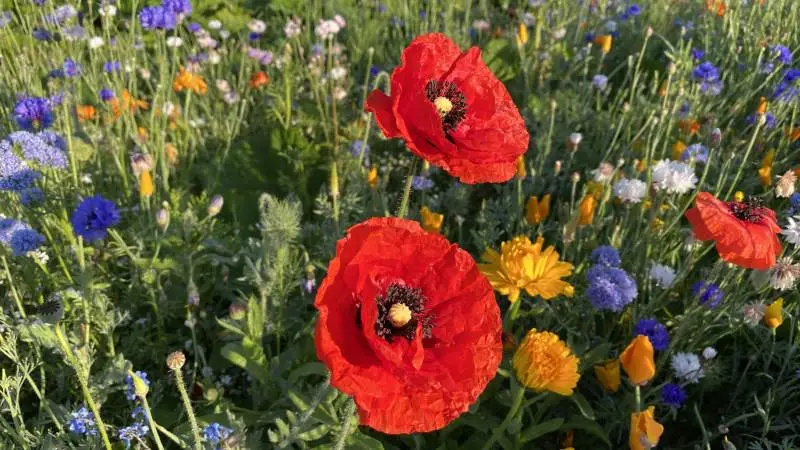 Blomsterstriberne bringer stor glæde i løbet af sommeren. Områdets beboere plukker flittigt til buketter.