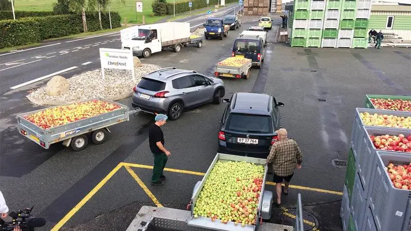 En populær efterårsbeskæftigelse for mange fynske haveejere: Turen til Ørbæk med æbler, og retur med friskpresset most. For hver 10 kg æbler udleverer Orskov Foods en liter most. Fotos: Orskov Foods