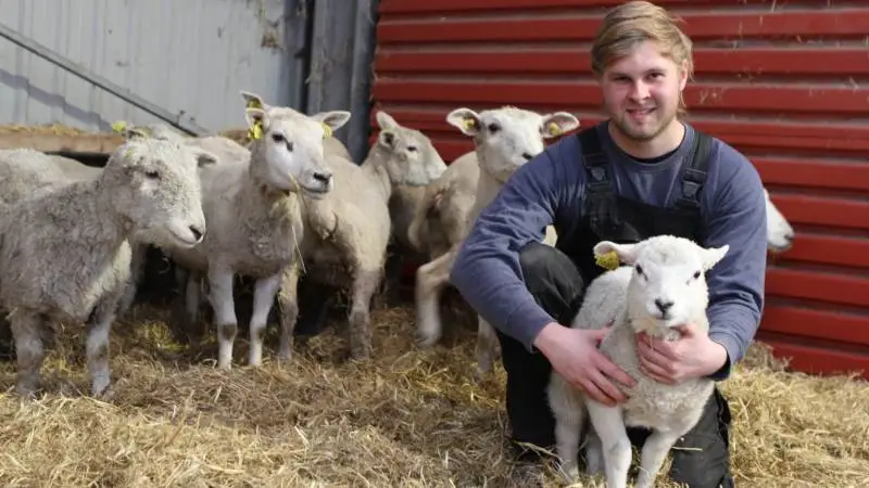 Marcus Nielsen håber med tiden at udvide besætningen til omkring 30 moderfår. Fotos: Christian Carus