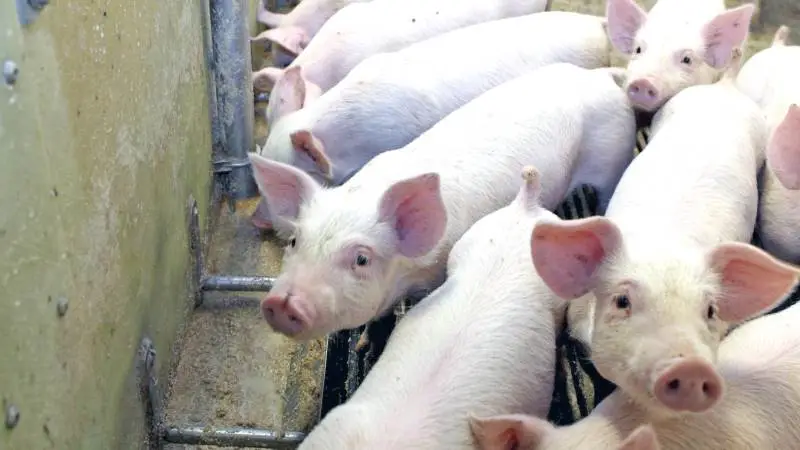 Hos Lallemand Animal Nutrition anser man biofilmen i rørstrengene for at være den største kilde til forringelse af foderet.