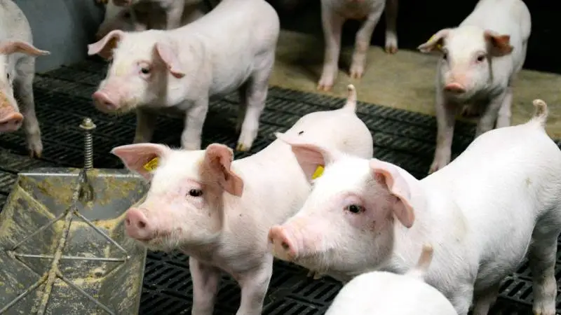 Antallet af behandlede stier blev mere end halveret i forhold til kontrolgruppen i et forsøg, hvor tre tiltag i et samlet koncept til fravænning uden medicinsk zink blev afprøvet af Seges Svineproduktion, Den rullende Afprøvning. Arkivfoto: Camilla Bønløkke