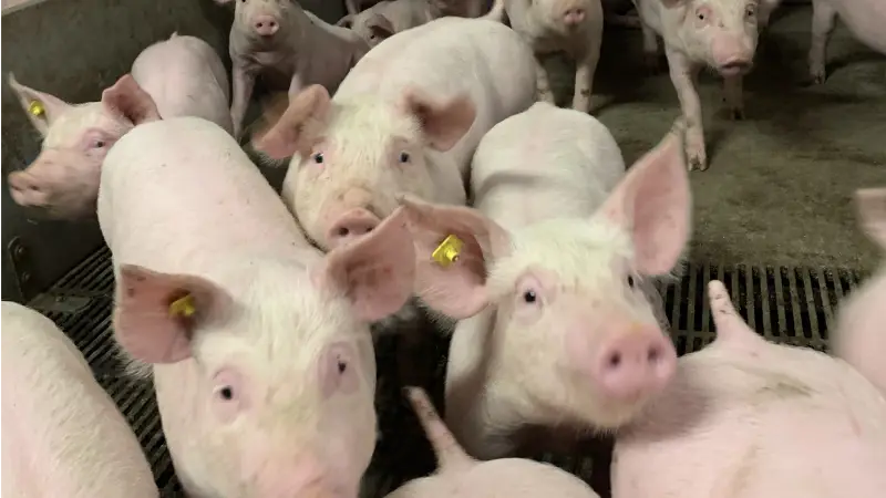 Stort set alle europæiske smågrisenoteringer stiger for tiden. Som situationen p.t. ser ud, vil det næppe være den sidste prisstigning i år, vurderer Danske Svineproducenter. Arkivfoto