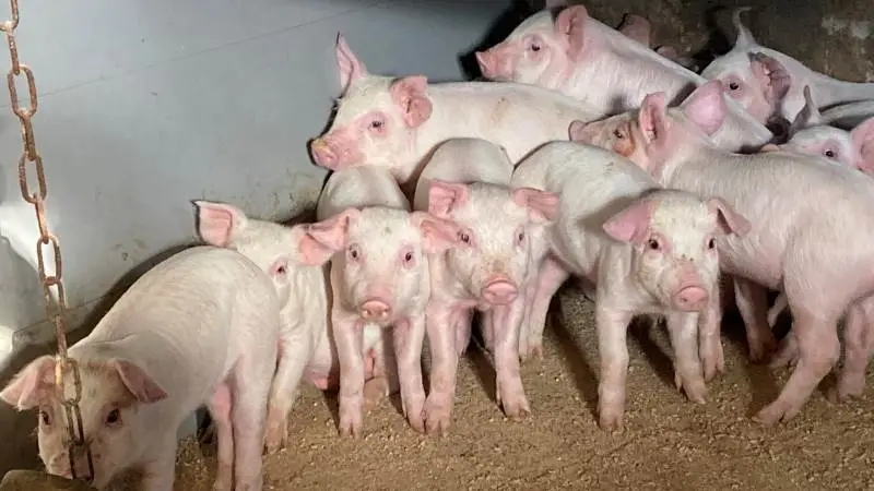 Færre behandlinger, sparet medicin og en tre kg tungere gris er resultatet, efter at svineproducent Søren Sørensen ved Grenå har valgt at vaccinere mod coli-diarré. Fotos: Ida Friis Overgaard