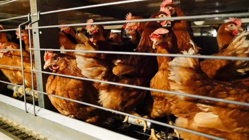 Med ti af de mest toneangivende fødevareproducenters afskaffelse af buræg lægges der nu ekstra pres på produktionen. Foto: World Animal Protection Danmark