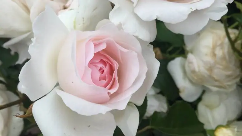 »Emmelie de Forest Forever« er en blomsterrig rose, der egner fra fortrinligt til buketter.