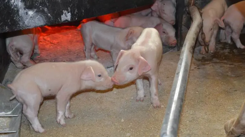 Ifølge Seges Svineproduktion vil den økonomiske vægtning for LG5 blive hævet med 33 procent for DanBred Duroc, DanBred Landrace og DanBred Yorkshire. Det sker, fordi der over tid er opstået en ugunstig genetisk sammenhæng mellem pattegriseoverlevelse og slagtegriseegenskaberne. Arkivfotos: Camilla Bønløkke