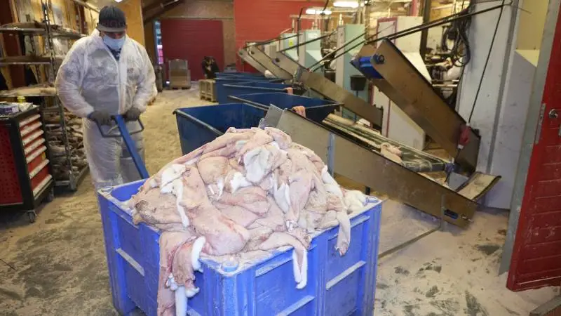 Der var ikke beviser for at coronavarianten i mink, cluster-5, kunne ødelægge coronavacciner, viser et dokument fra Sundhedsministeriet. Alligevel blev samtlige mink i Danmark aflivet i november. Foto: Erk Hansen