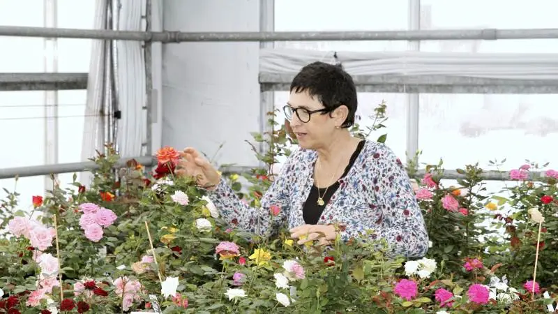 Rosa Eskelund er en af få roseforædlere i verden. Hun har sammen med sin mand Harley Eskelund forædlingsfirmaet Roses Forever og har netop haft 25 års jubilæum i branchen.