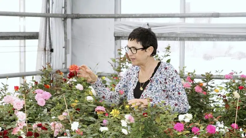 Rosa Eskelund er en af få roseforædlere i verden. Hun har sammen med sin mand Harley Eskelund forædlingsfirmaet Roses Forever og har netop haft 25 års jubilæum i branchen.