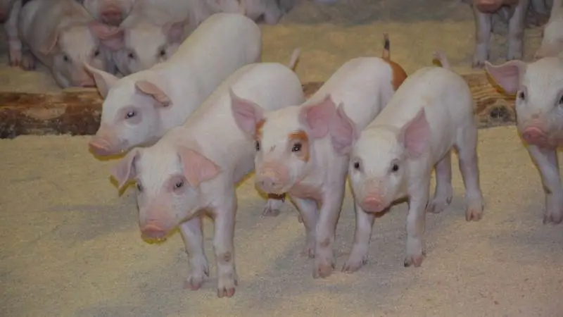 Det er helt tilbage i 2015, at den første kunde hos Danish Agro begyndte at fravænne uden zink i blanding 1. Fotos: Camilla Bønløkke