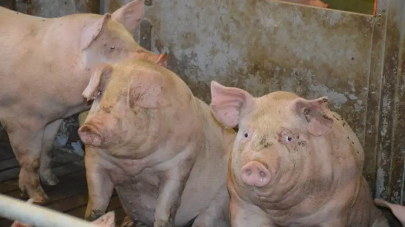 - Fasthold den høje slutfoderstyrke, lyder det fra svinerådgiver Jes Callesen fra SvineRådgivningen. Arkivfoto: Camilla Bønløkke