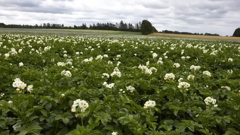 Det er altid vigtigt at optimere sin produktion. Men med udsigt til en lidt lavere afregningspris og mindre fleksibilitet i den kommende sæson er optimering og planlægning endnu vigtigere for at beholde den gode økonomi i kartoffelavlen. Arkivfoto