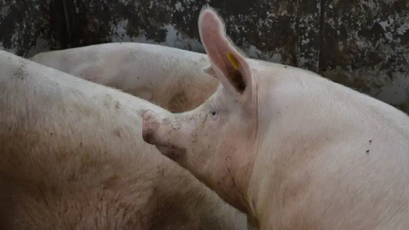 Seges Avl & Genetik har i samarbejde med Aarhus Universitet undersøgt, hvordan man kan forbedre avl for holdbarhed med målinger fra produktionsbesætninger, der anvender DanBred-genetik. Arkivfoto: Camilla Bønløkke