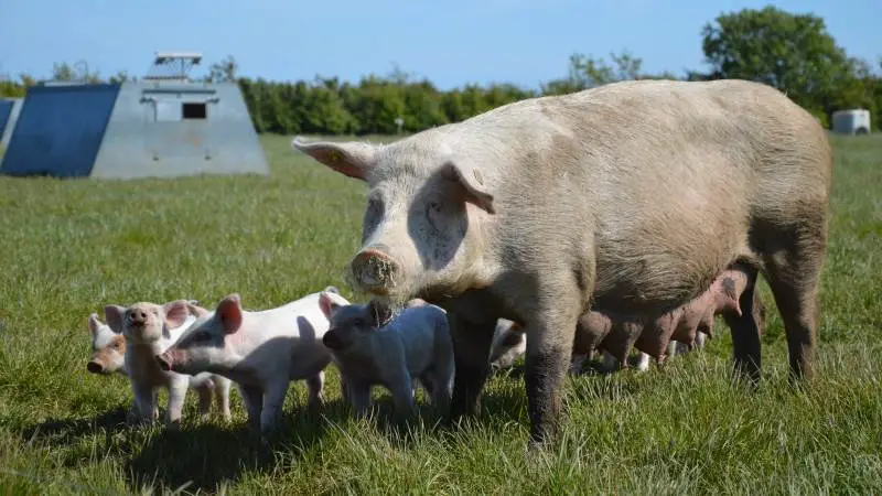 I samarbejde med Seges Økologi Innovation afholder SvineRådgivningen igen i år Temadag for udendørs svineproduktion. Det sker tirsdag den 1. juni. Arkivfoto: Camilla Bønløkke