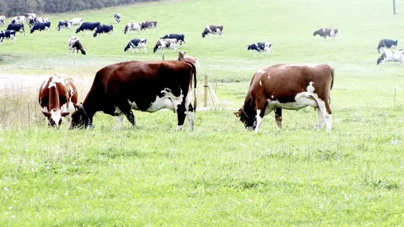 Tænk smittebeskyttelse og snak med din nabo, sådan lyder opfordringen fra dyrlæge Malene Budde fra Seges på Landbrugsinfo, for at undgå, at få salmonella med hjem i afgræsningssæsonen. Arkivfoto